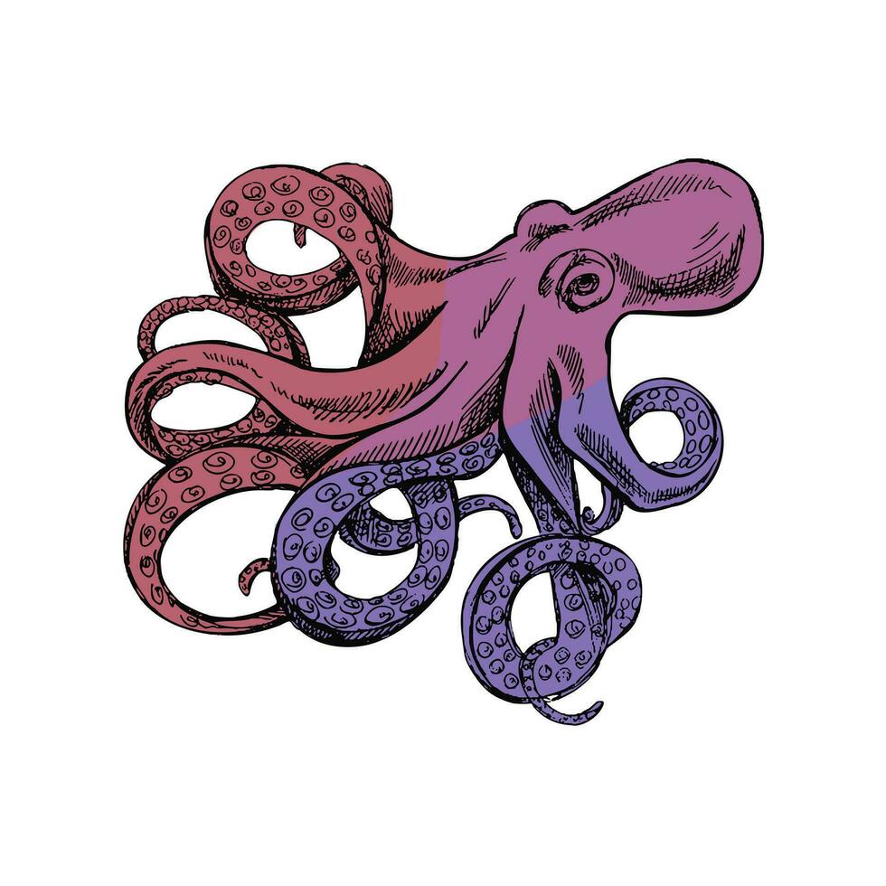 Hand drawn colored sketch of octopus. Vector aquatic monochrome  illustration isolated on white background.