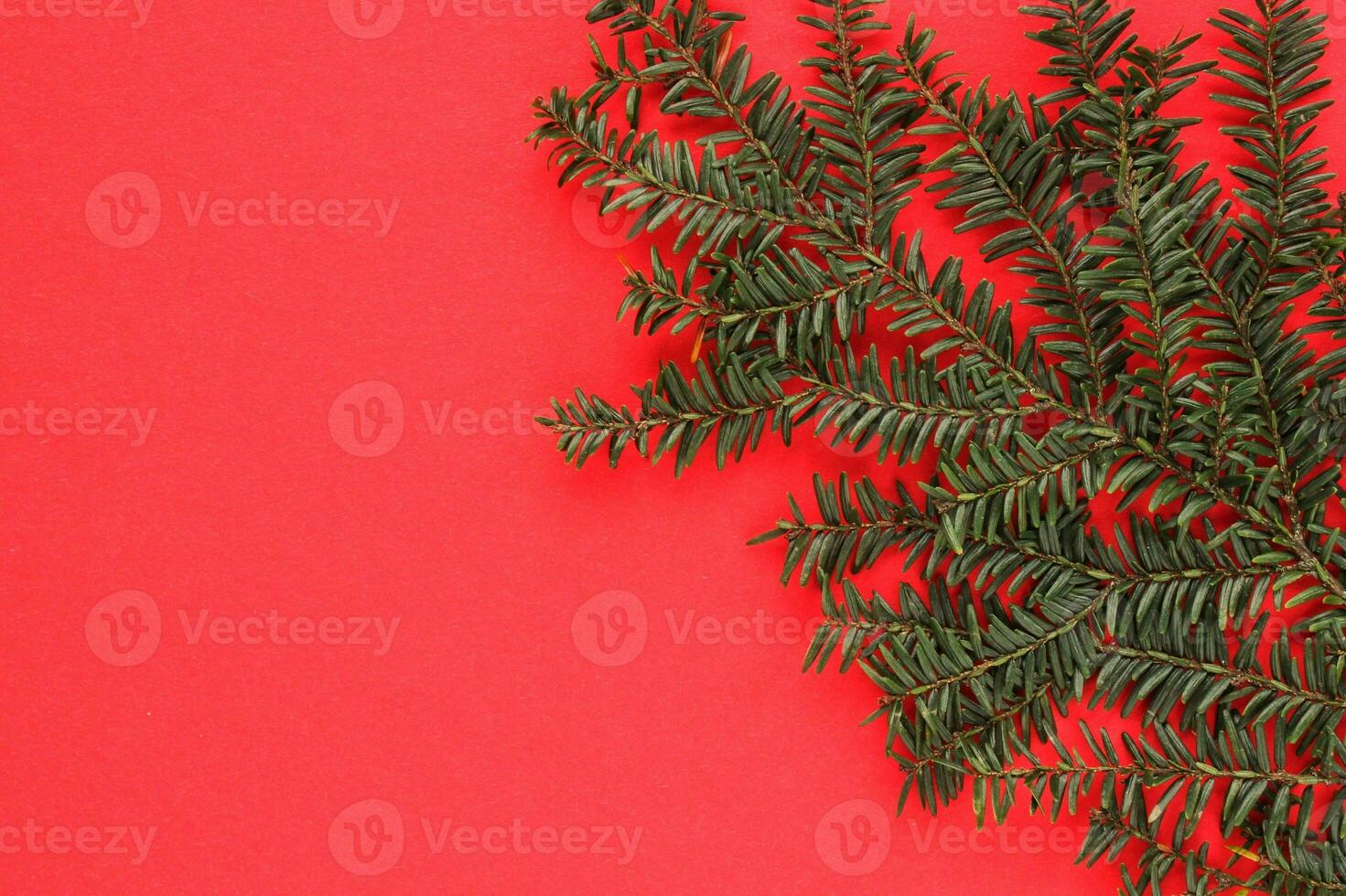 Green spruce branch on red background with copy space. Christmas tree decoration. New year, winter holiday card. Fir, pine twig. Promotion of the poster sale or percent discount in the store photo