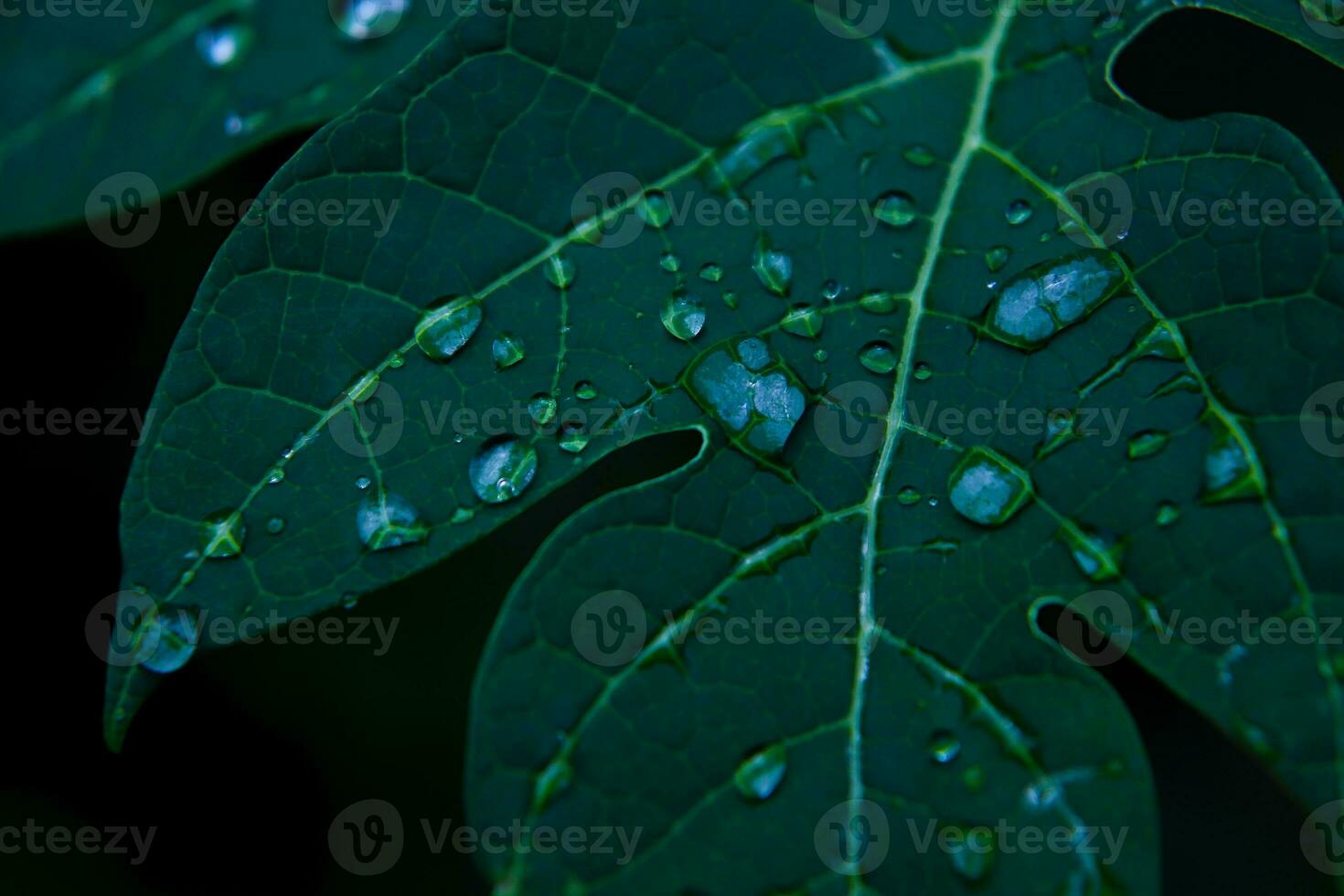 Close-up leaf shot photo