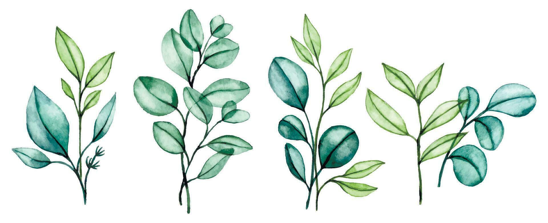 watercolor drawing, set of transparent eucalyptus leaves, bouquets of tropical green leaves on a white background vector