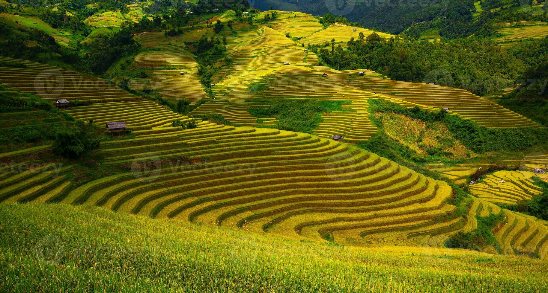 aterrazado arroz campos en mu cang Chai, yen Bai, Vietnam foto