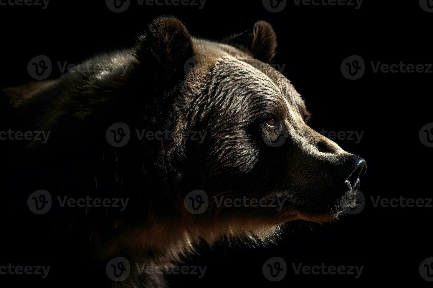 Close up of Brown bear in the dark black background with low light and high contrast. Generative AI photo