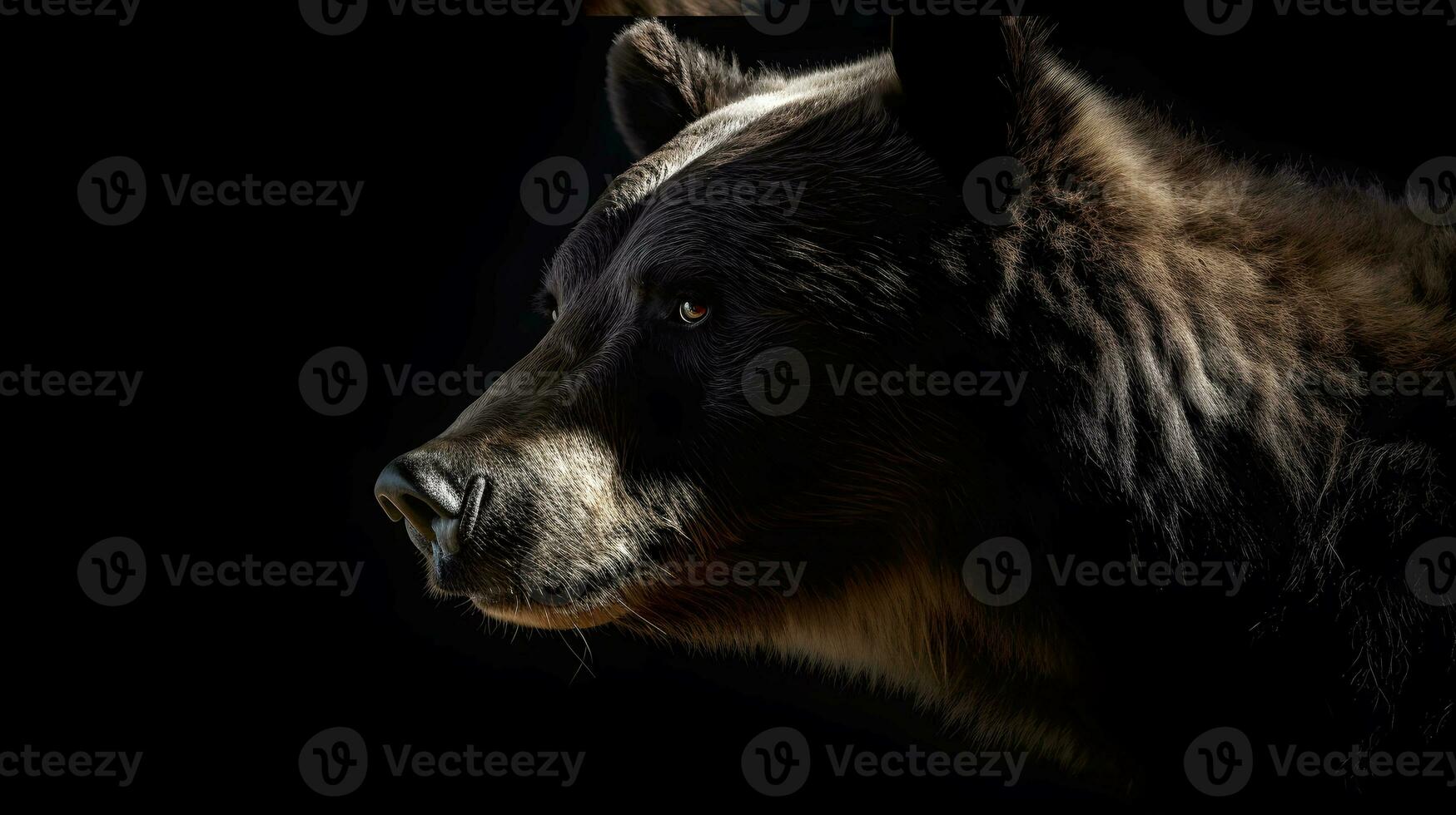 Close up of Brown bear in the dark black background with low light and high contrast. Generative AI photo