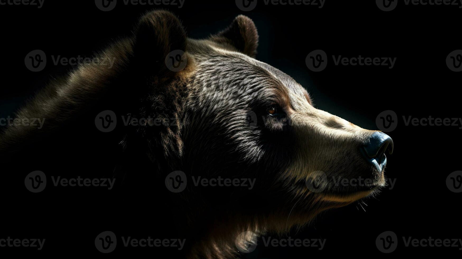 Close up of Brown bear in the dark black background with low light and high contrast. Generative AI photo