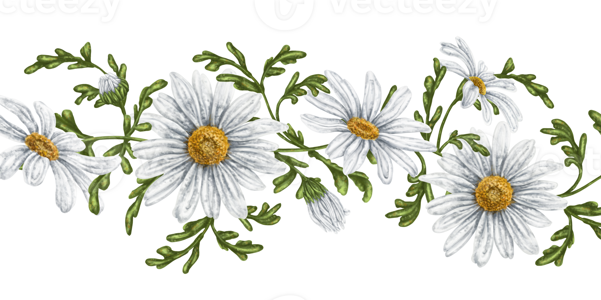 Seamless hand drawn pattern with white chamomiles. Flower background for textiles, fabrics, banner, wrapping paper and other designs. Digital illustration png