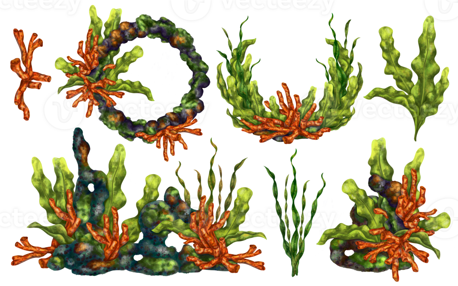 A marine set with bright tropical red corals, seaweed and rocks. Living in a wild world under water. Snorkeling and diving in the ocean, traveling in the jungle. Digital isolated illustration png