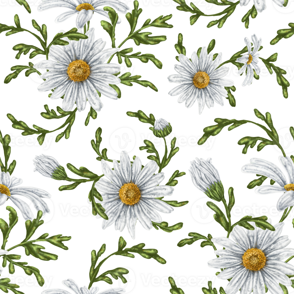 Seamless hand drawn pattern with white chamomiles. Flower background for textiles, fabrics, banner, wrapping paper and other designs. Digital illustration png