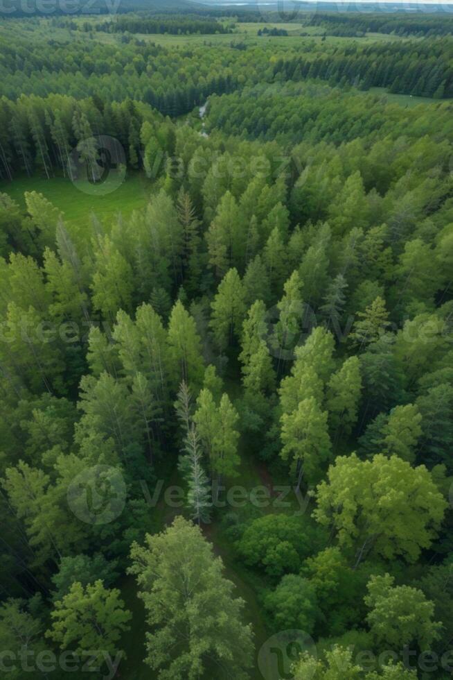 aéreo parte superior ver de verano verde arboles en bosque en rural Finlandia.. ai generado foto