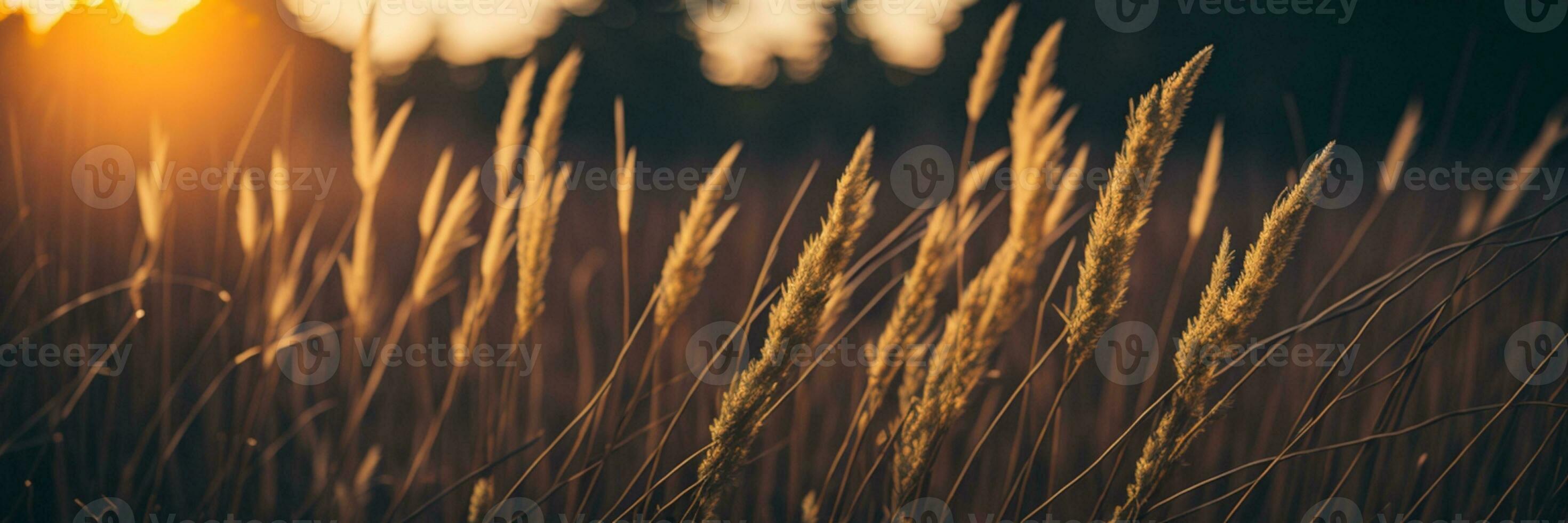 salvaje césped en el bosque a puesta de sol. macro imagen, superficial profundidad de campo. resumen verano naturaleza antecedentes. Clásico filtrar. ai generado foto