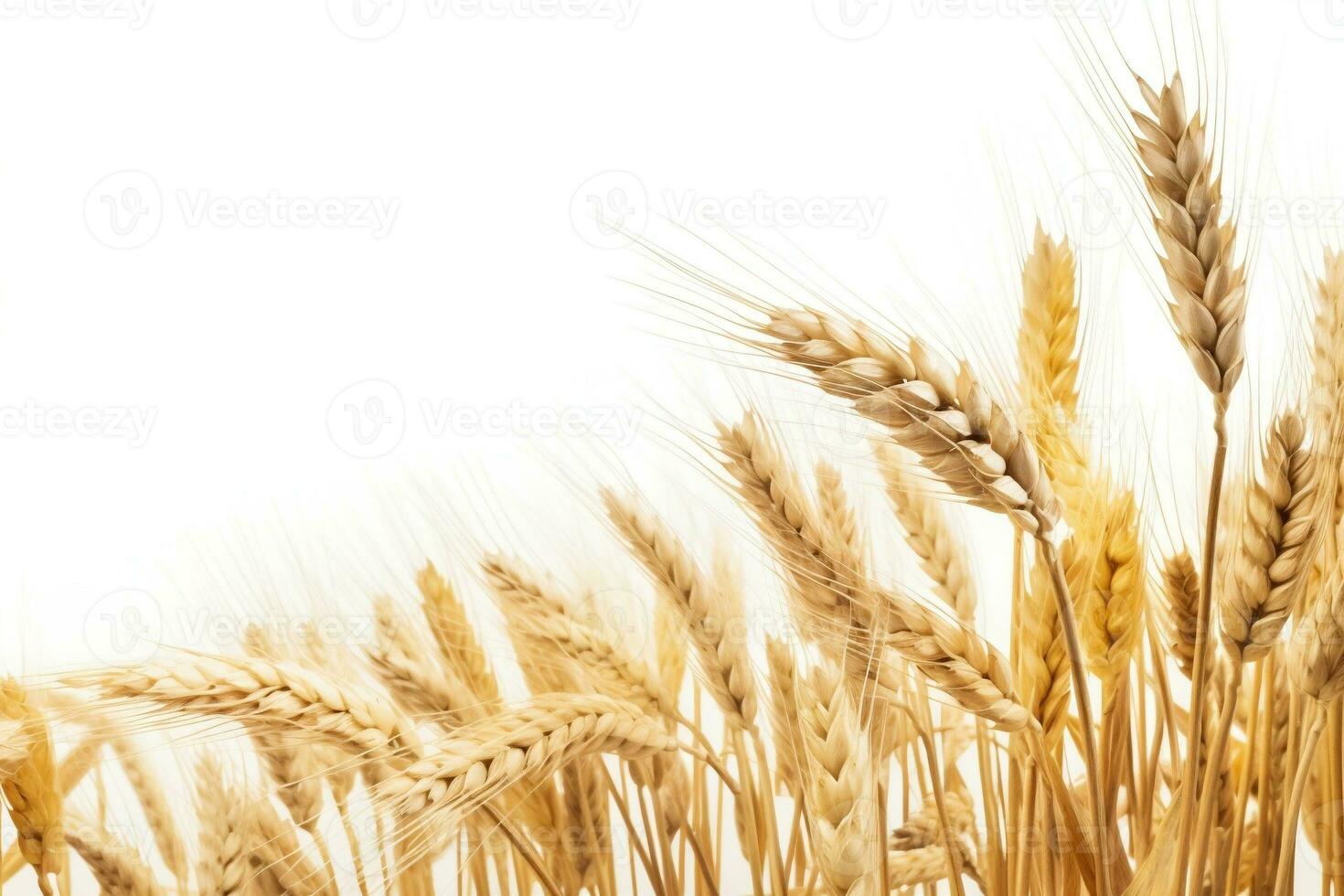Wheat field  isolated on white background. AI generated illustration. photo