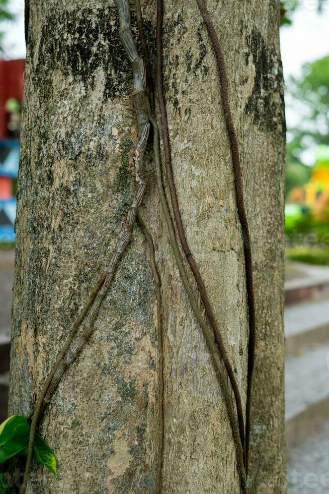 Logs with creeping roots photo