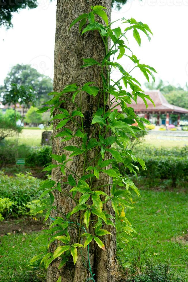 árbol bañador vides plantas foto