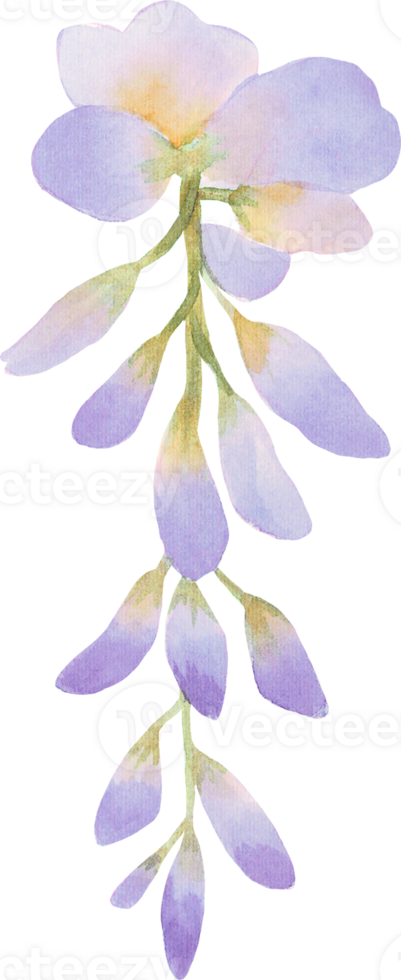 Beautiful watercolor Wisteria flower bud petal illustration Pink Blue and Purple pastel color bouquet foliage oriental garden png