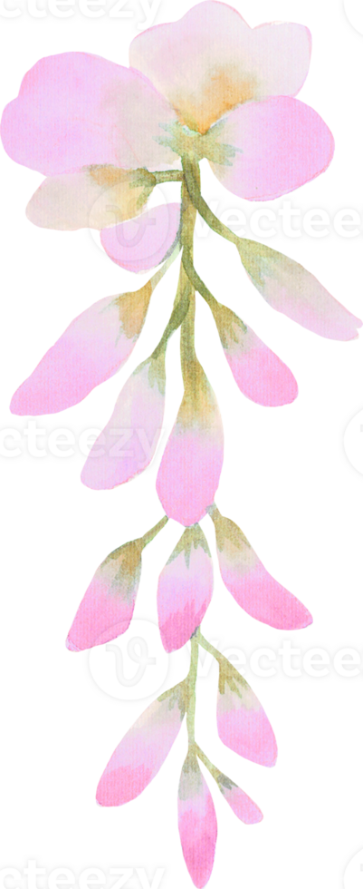 Beautiful watercolor Wisteria flower bud petal illustration Pink Blue and Purple pastel color bouquet foliage oriental garden png