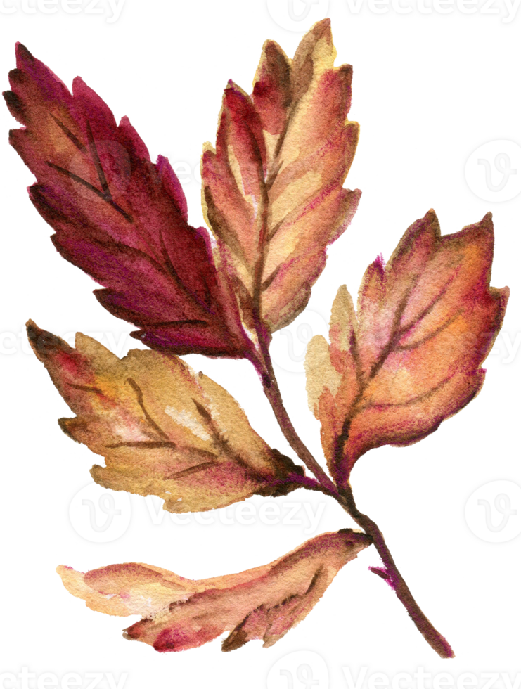 Watercolor gouache vintage autumn and fall seasons set of leaves, branches, bird, fox, mushroom and pumpkins Thanksgiving, Halloween illustration for your design hand painted png