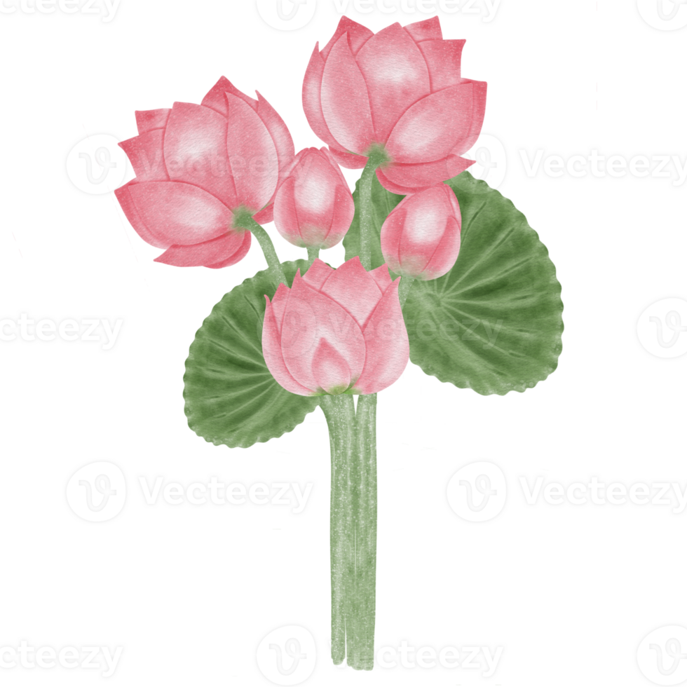 Pink lotus flower png
