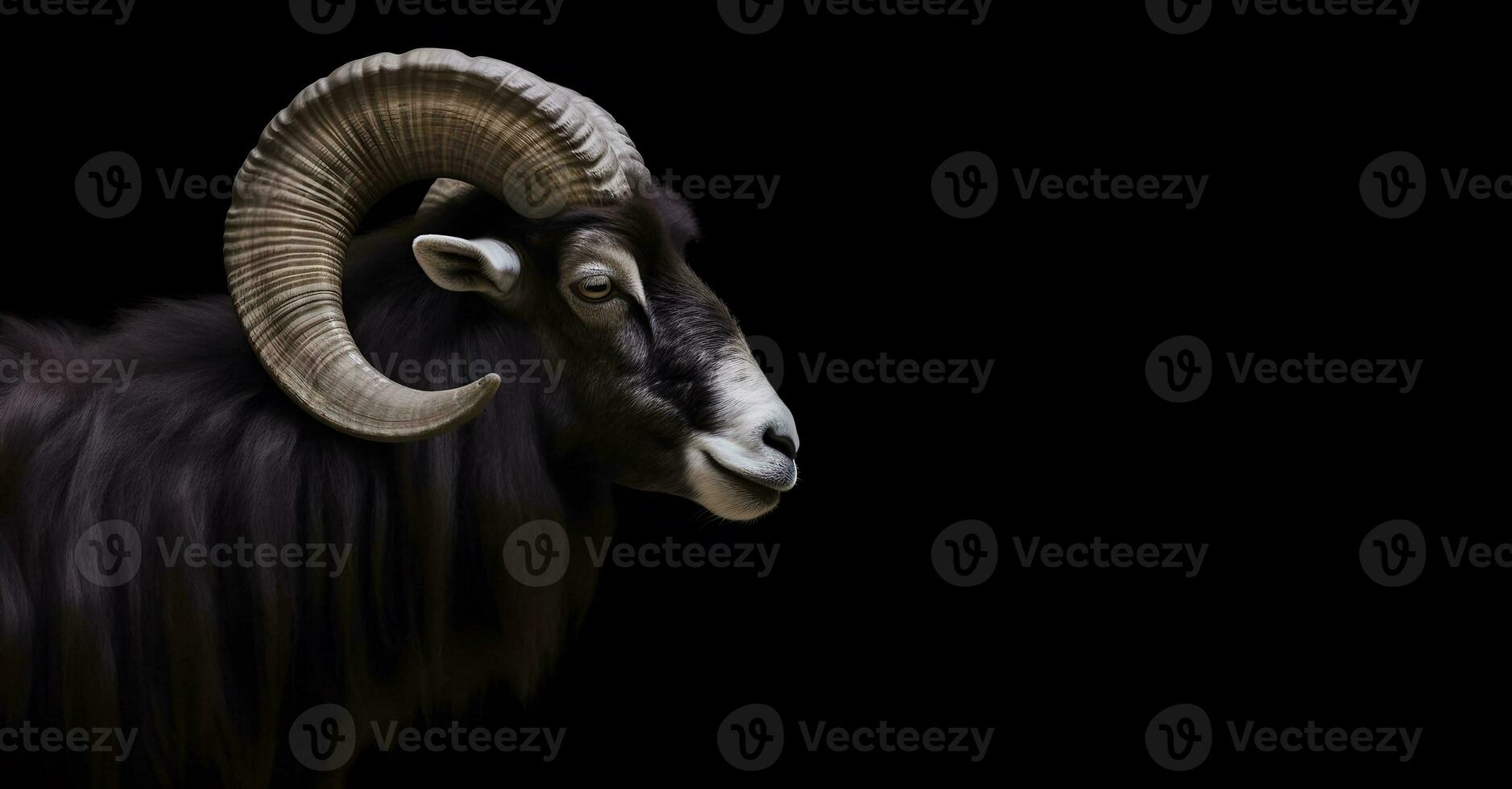 Head shot of dark ram with large helix shaped horns isolated on black photo