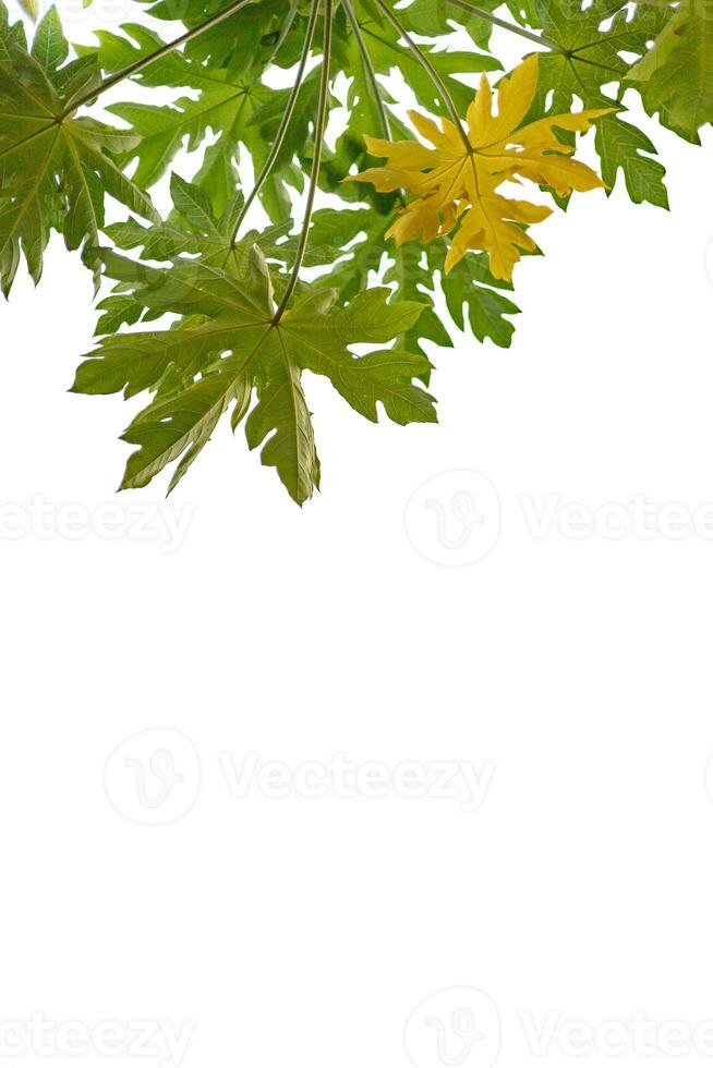 Green leaf isolated on white background photo