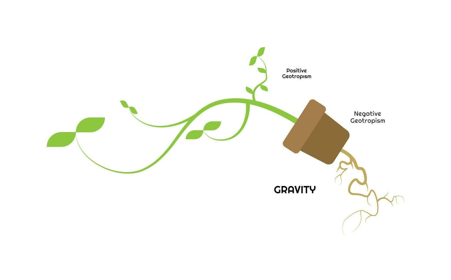 Scientific Designing of Geotropism Gravitropism Process. The Plant Differential Growth in Response to Gravity. vector