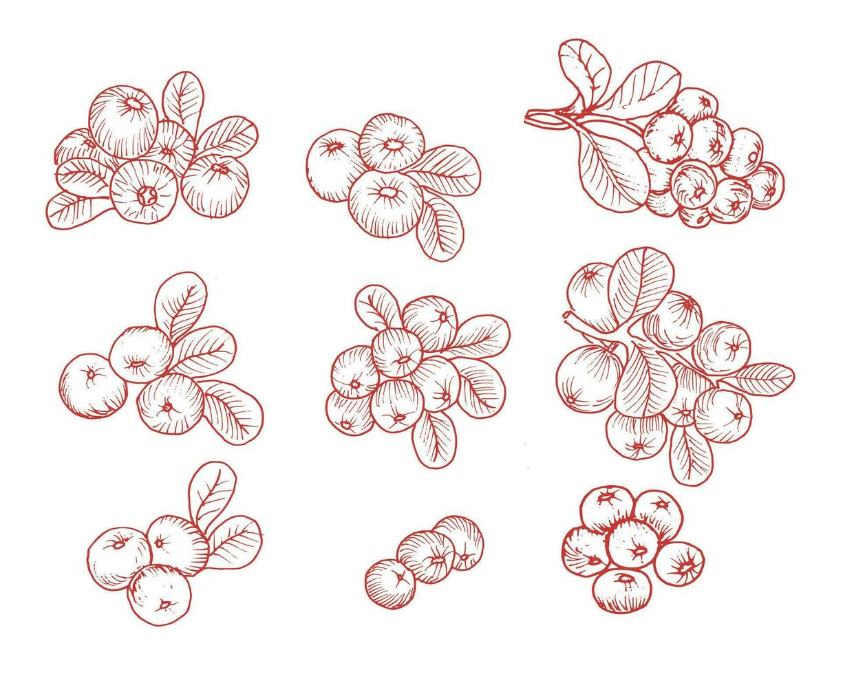 Hand Drawn Cranberry Illustration Set vector