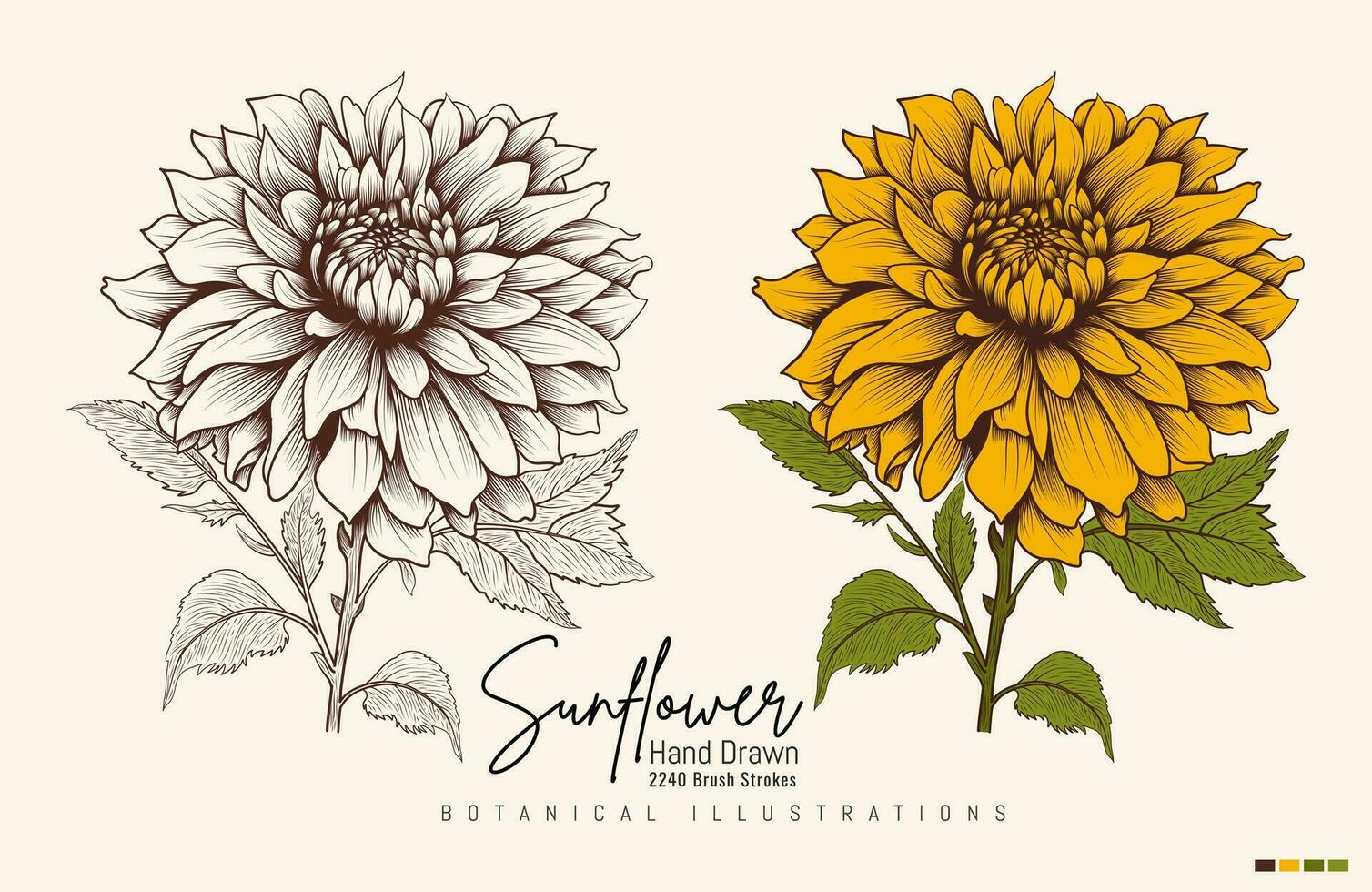 Hand Drawn Vintage Sunflower Highly Detailed Vector Drawing. Hand Drawn Sketch Elements Botanical Illustrations.