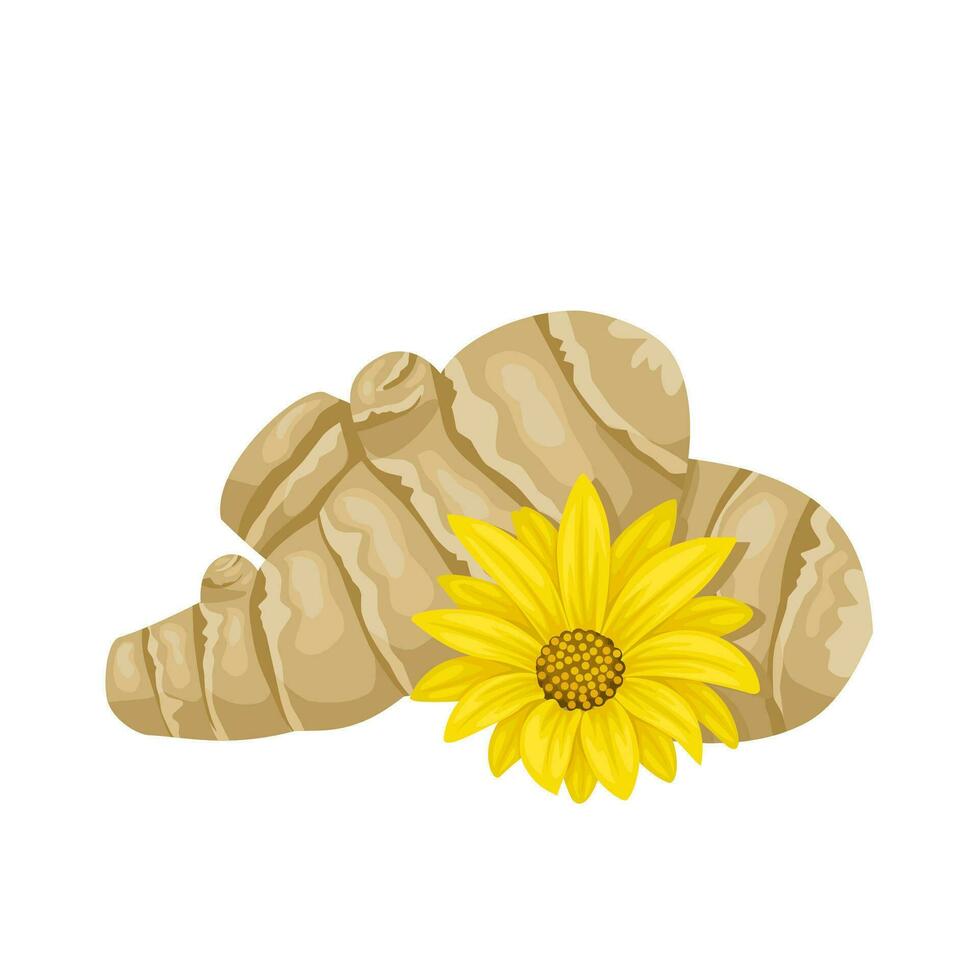 Vector illustration, Jerusalem Artichoke, also called sunroot, or sunchoke, isolated on white background.