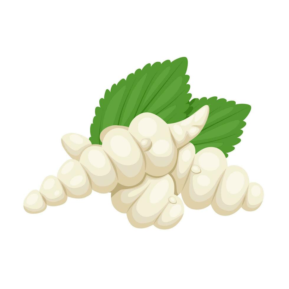 vector ilustración, stachys affinis, comúnmente llamado cruz, chino alcachofa, japonés alcachofa, raíz de nudo, o betonía alcachofa, aislado en blanco antecedentes.