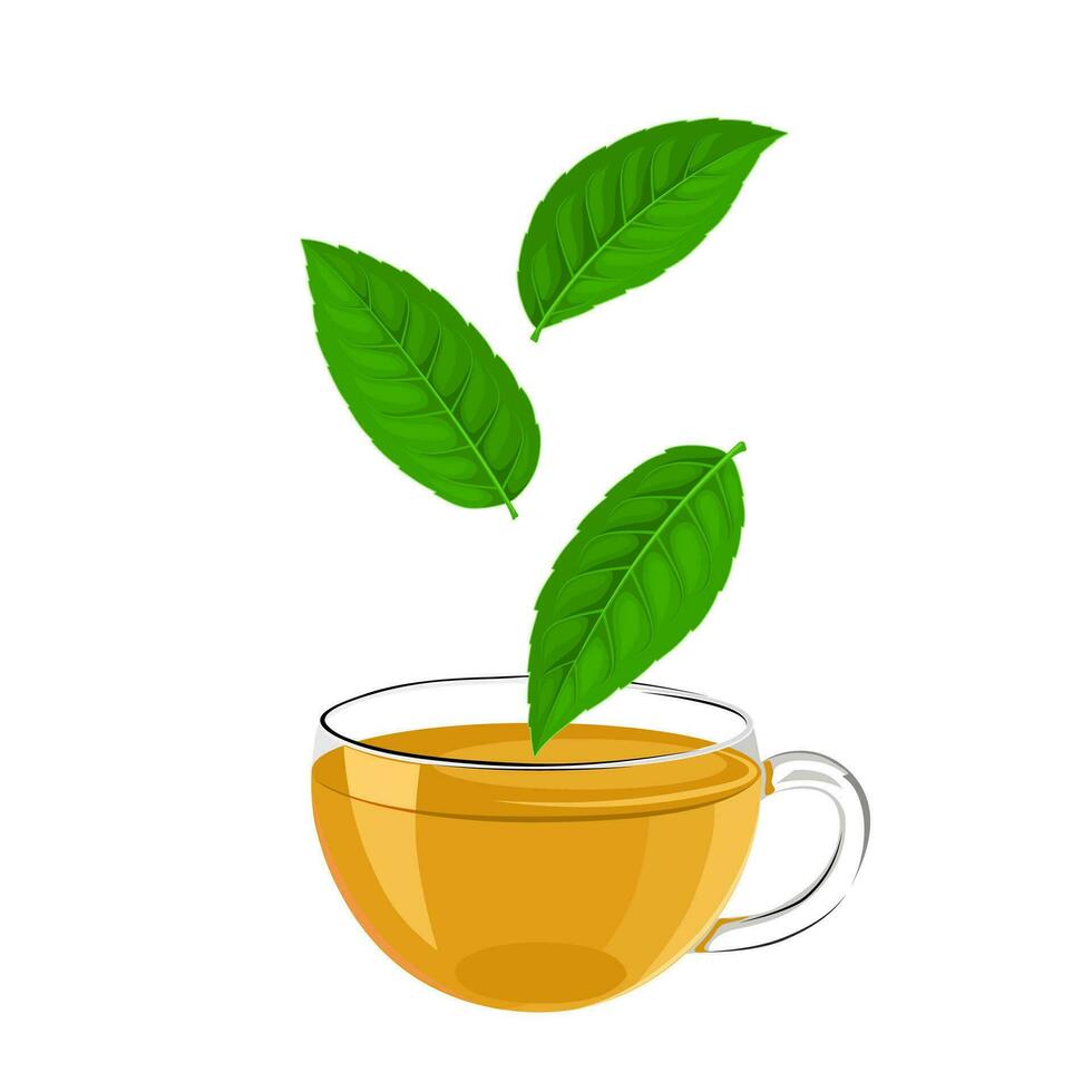 Vector illustration, cup of tea with leaves of Ilex guayusa, known as guayusa, isolated on white background.