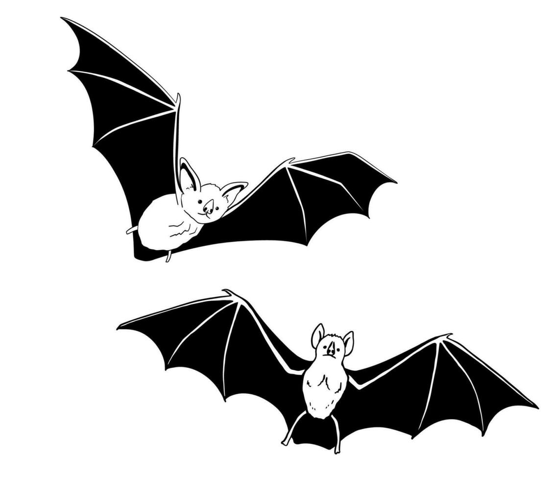 Drawing of cute flying bat. Nocturnal mammal animal mascot for halloween. Outline vector glyph illustration
