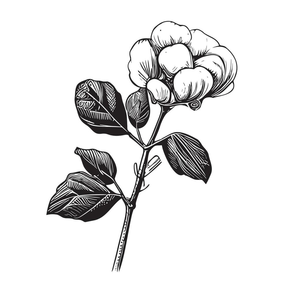 Cotton flower isolated on white background hand drawn sketch illustration vector