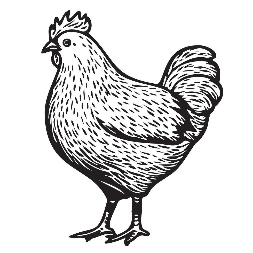 Chicken Hen standing sketch hand drawn in doodle style illustration vector
