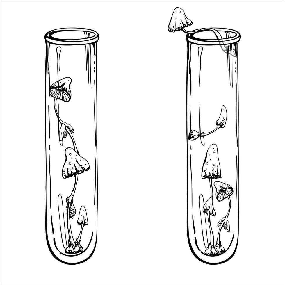 Hand drawn ink vector glass vial test tube with mushrooms. Sketch illustration art witchcraft, medicine chemistry, alchemy. Isolated object, outline. Design shops, logo, print, website, card, booklet