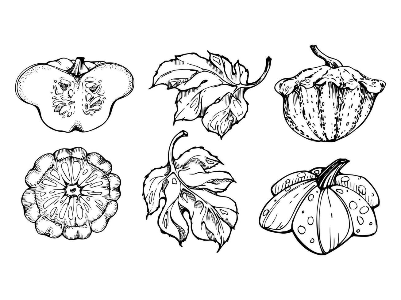 Hand drawn ink vector pattypan gourd squash and leaf. Sketch illustration art for Thanksgiving, harvest, farming. Isolated object, outline. Design for restaurant menu print, cafe, website, invitation