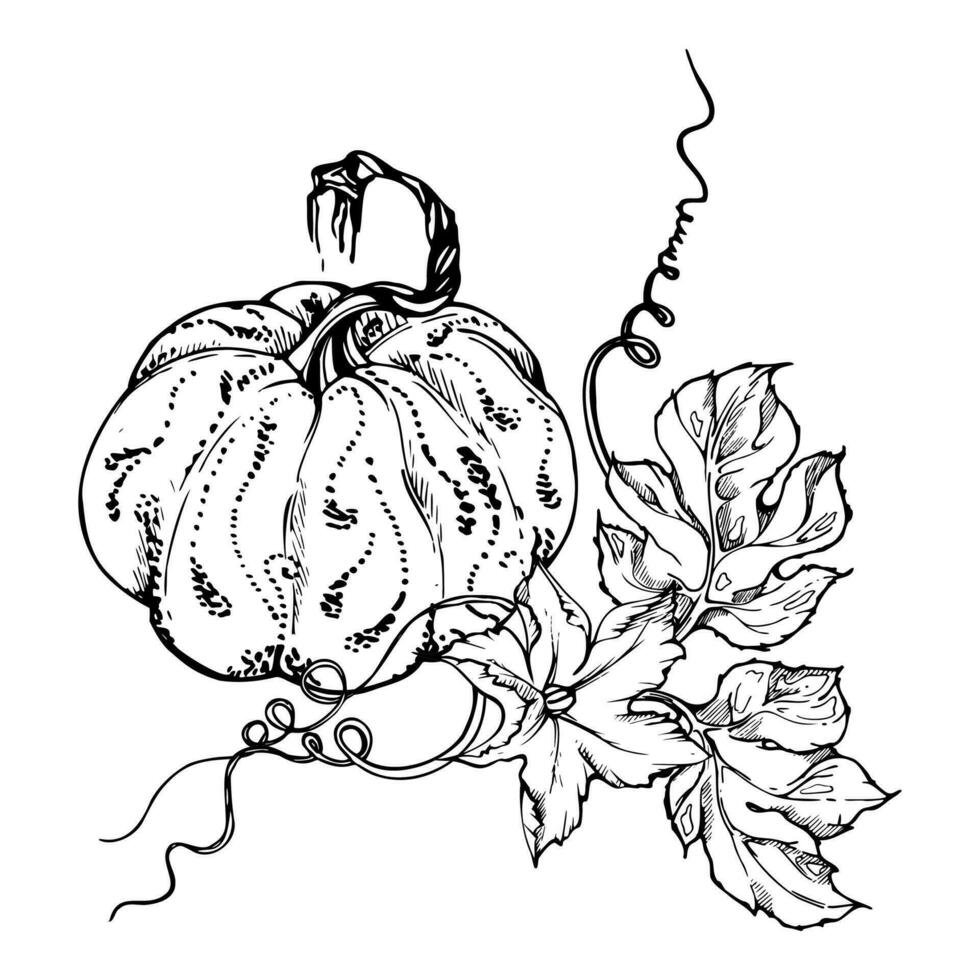 Hand drawn ink vector pumpkin gourd squash. Sketch illustration art for Thanksgiving, Halloween, harvest, farming. Isolated object, outline. Design for restaurant menu print, cafe, website, invitation