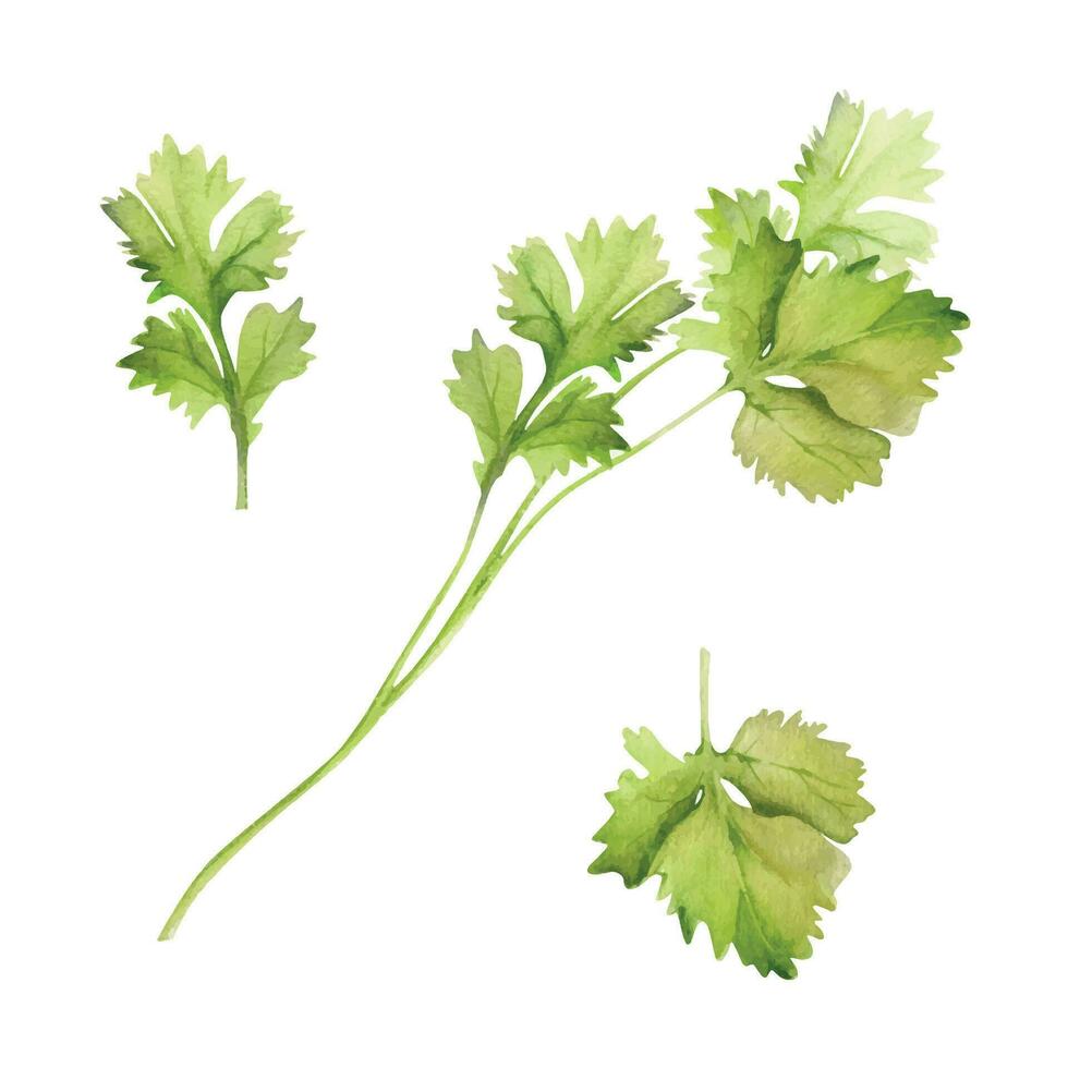 mano dibujado acuarela cilantro perejil hierba hojas para dieta y sano estilo de vida vegano cocinando. ilustración soltero objeto aislado en blanco antecedentes. diseño para póster, imprimir, sitio web, tarjeta, menú vector