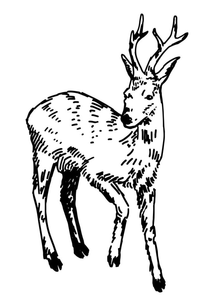 Sketch of young deer. Hand drawn vector illustration. Doodle of forest wild animal. Single drawing isolated on white. Element for design, decor.