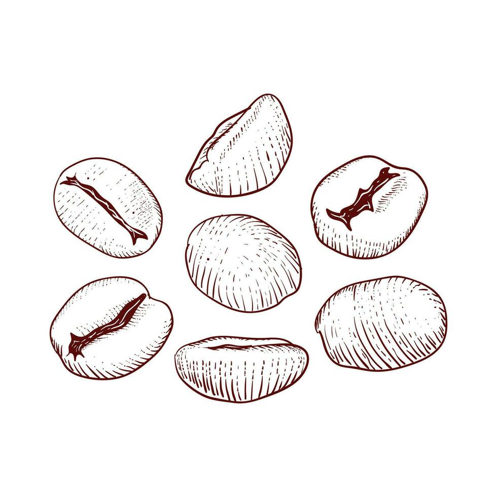 Vintage Retro Engraving Sketch Hand Drawn Wheat Coffee Bean for Farm Product Illustration vector