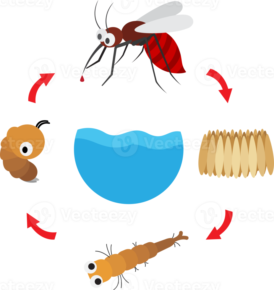illustration life cycle mosquito png