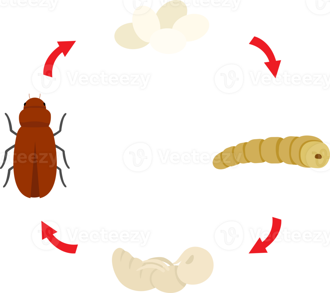 ilustração vida ciclo larva da farinha png
