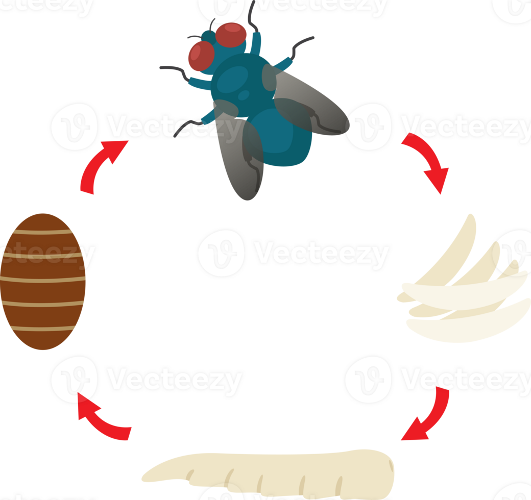 ilustración vida ciclo mosca doméstica png