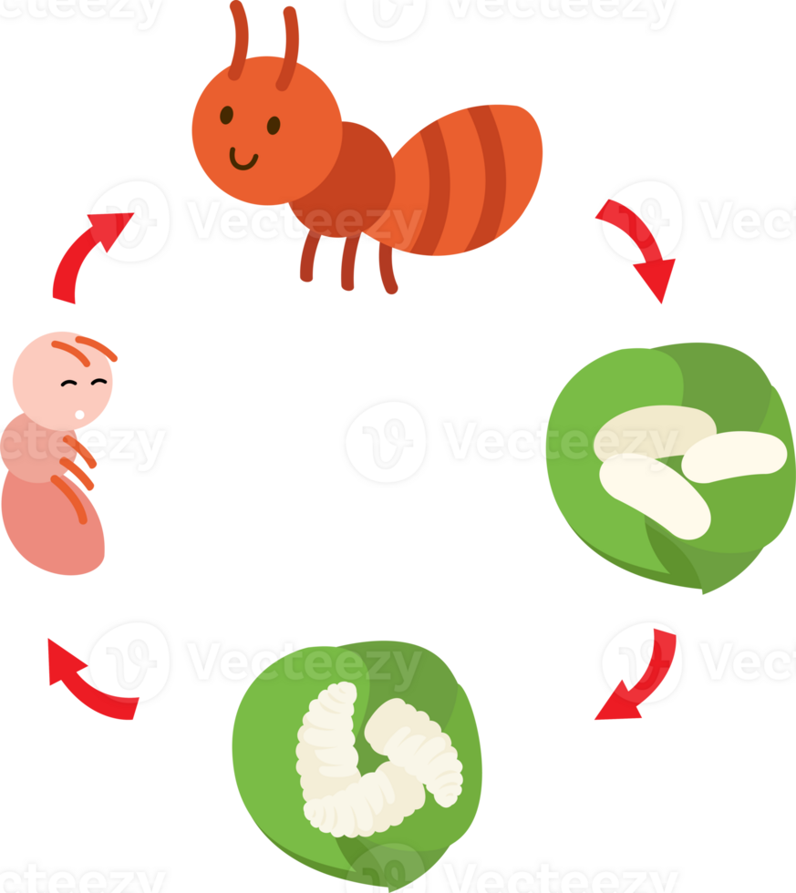 illustration life cycle ant png