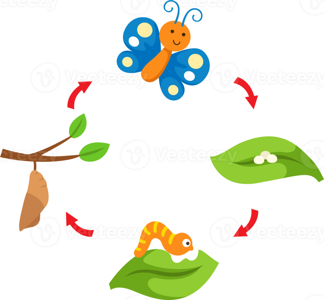illustration life cycle butterfly png