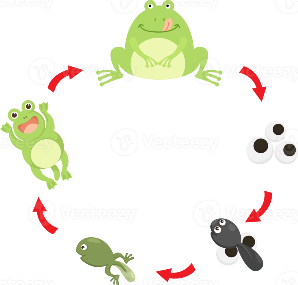 illustration life cycle frog png