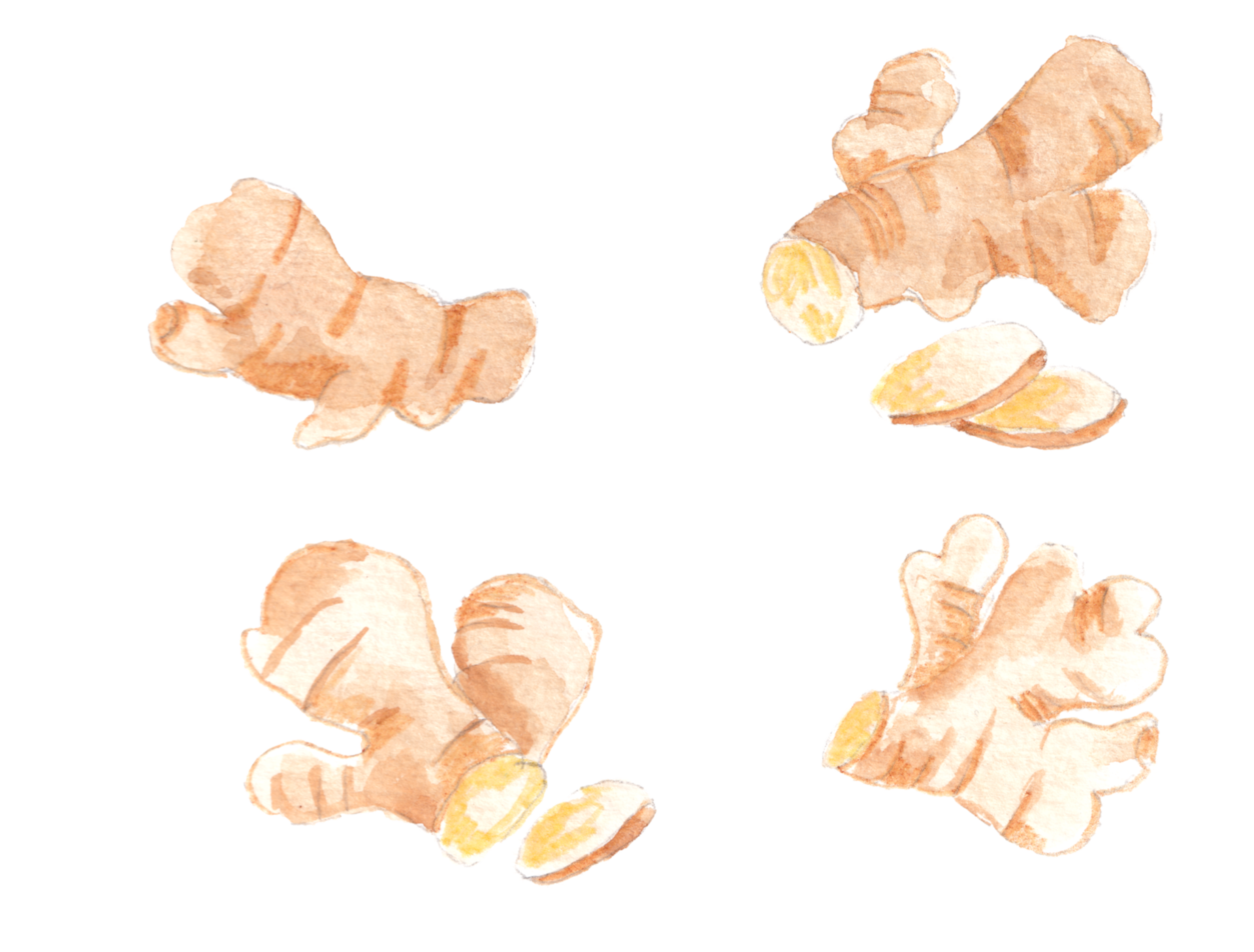 Ginger Root Watercolor Illustration Set 29102834 PNG