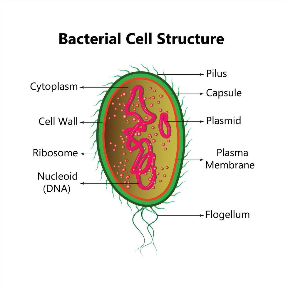 Bacterial cell anatomy labeling structures on a bacillus cell with nucleoid DNA and ribosomes. External structures include the capsule, pili, and flagellum. vector