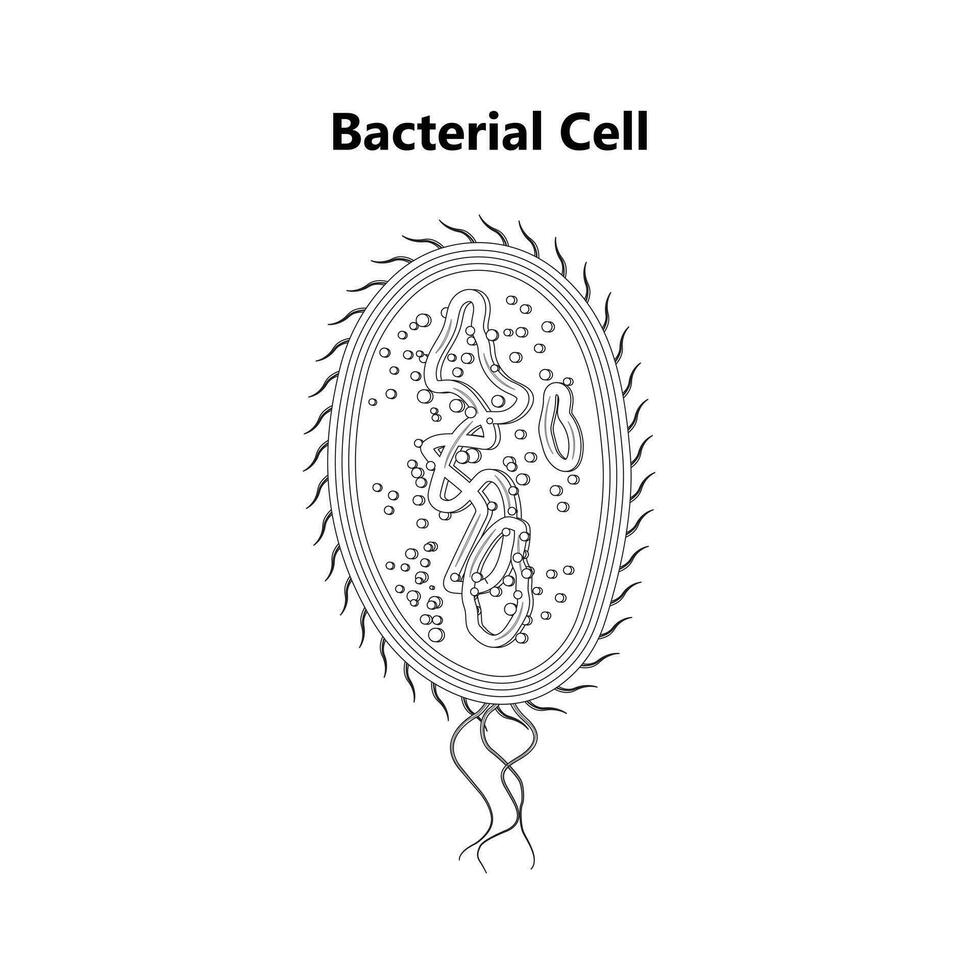 Bacterial cell anatomy labeling structures on a bacillus cell with nucleoid DNA and ribosomes. External structures include the capsule, pili, and flagellum. vector