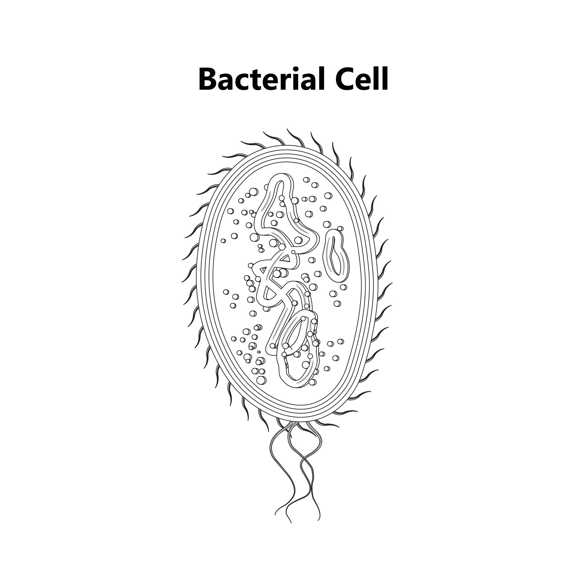 Bacterial cell anatomy labeling structures on a bacillus cell with