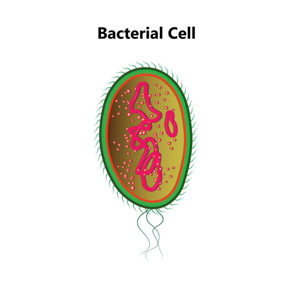 Bacterial cell anatomy labeling structures on a bacillus cell with nucleoid DNA and ribosomes. External structures include the capsule, pili, and flagellum. vector