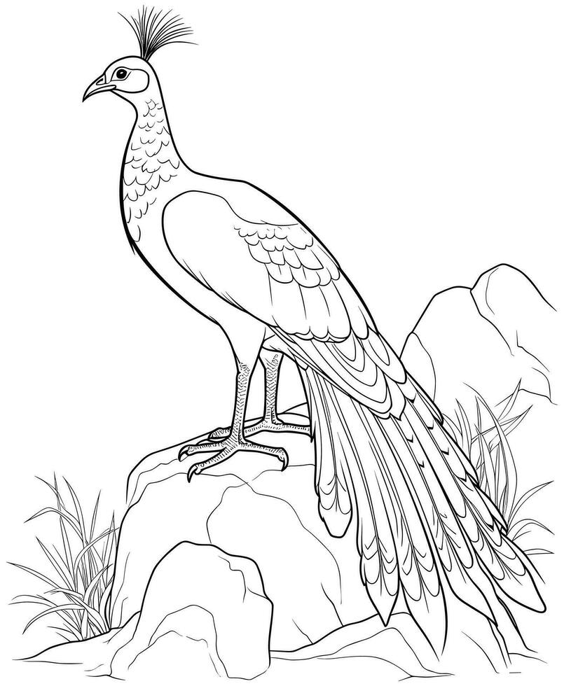 peafowl coloring page for kids vector