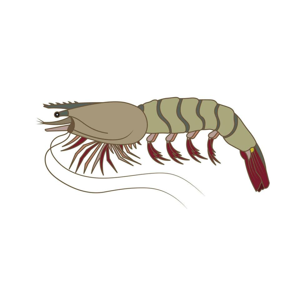 Cartoon Vector illustration tiger prawns icon Isolated on White Background
